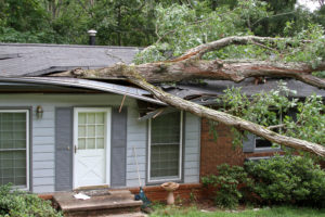 A fallen white oak tree impales a house